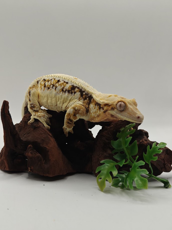 Maze