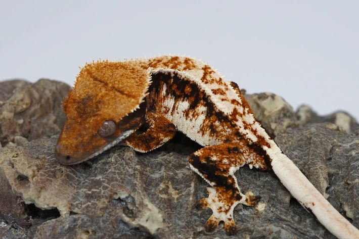 Kawaa Geckos