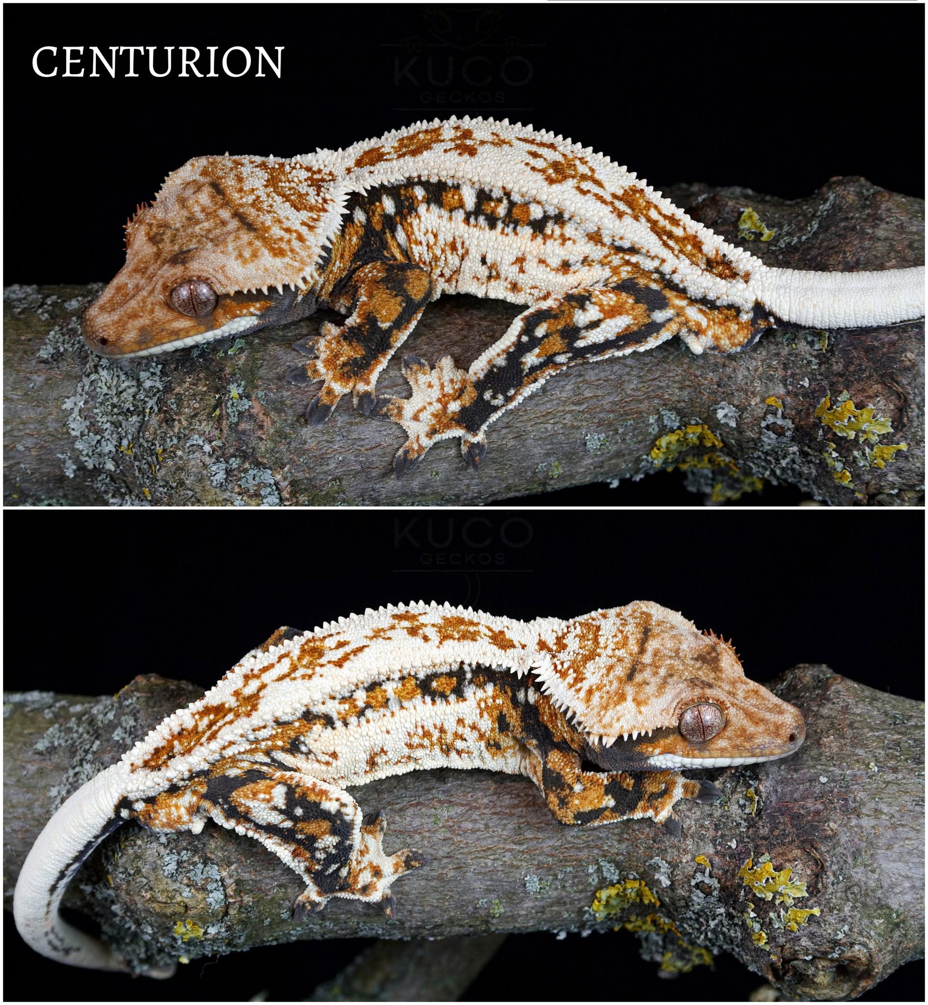 Kuco Geckos